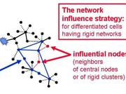 diagram from the preprint